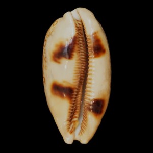 Muszla porcelanki Cypraea (Arestorides) argus (Linne, 1758) n.12