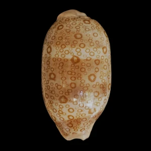 Muszla porcelanki Cypraea (Arestorides) argus (Linne, 1758) n.13