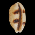 DSC08506.JPG