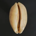 DSC08523.JPG