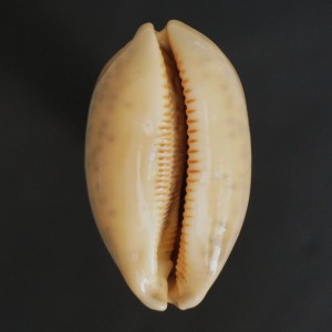 Muszla porcelanki Cypraea (Mauritia) eglantina (Duclos, 1833) gl.3