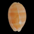 DSC08542.JPG