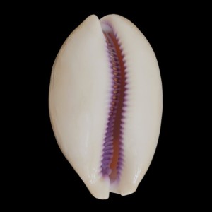 Muszla porcelanki Cypraea (Lyncina) leviathan (Schilder & Schilder, 1937) n.4