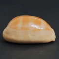 DSC08544.JPG