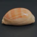 DSC08545.JPG