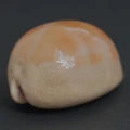DSC08546.JPG