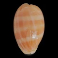 DSC08535.JPG