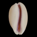 DSC08536.JPG