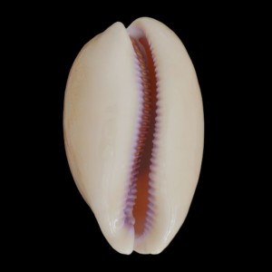 Muszla porcelanki Cypraea (Lyncina) leviathan (Schilder & Schilder, 1937) n.3