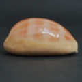 DSC08537.JPG