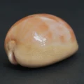 DSC08540.JPG