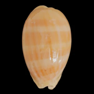 Muszla porcelanki Cypraea (Lyncina) leviathan (Schilder & Schilder, 1937) n.2
