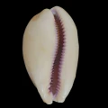 DSC08532.JPG