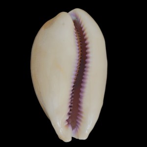 Muszla porcelanki Cypraea (Lyncina) leviathan (Schilder & Schilder, 1937) n.2