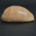 DSC08533.JPG