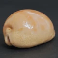 DSC08541.JPG