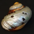 DSC08550.JPG