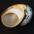 DSC08555.JPG