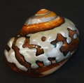 DSC08558.JPG