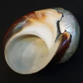 DSC08564.JPG