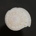 DSC08572.JPG