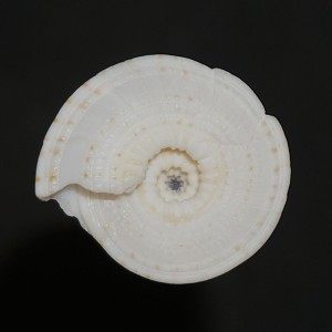 Muszla Architectonica nobilis (Roding, 1798)