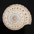 DSC08565.JPG
