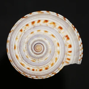 Muszla Architectonica maxima (Philippi, 1849)