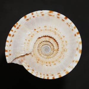 Muszla Architectonica maxima (Philippi, 1849)