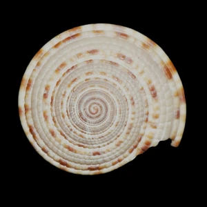 Muszla Architectonica trochlearis (Hinds, 1844)
