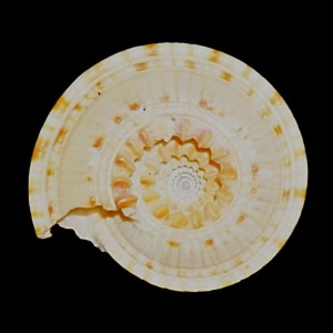 Muszla Architectonica trochlearis (Hinds, 1844)