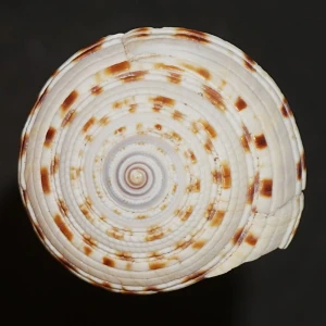 Muszla Architectonica trochlearis (Hinds, 1844) n.1