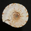 DSC08579.JPG