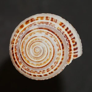 Muszla Architectonica perspectiva n.3 (Linne, 1758)