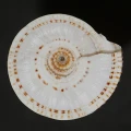 DSC08575.JPG