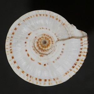 Muszla Architectonica perspectiva n.3 (Linne, 1758)