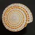 DSC08576.JPG