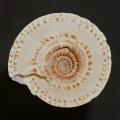 DSC08577.JPG