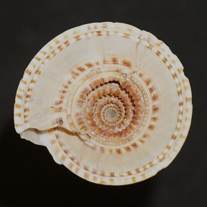 Muszla Architectonica perspectiva n.4 (Linne, 1758)