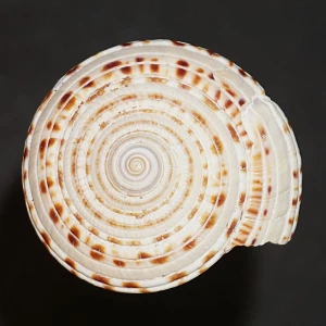 Muszla Architectonica gualtierii XL (Bieler, 1993) n.3