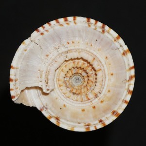 Muszla Architectonica gualtierii XL (Bieler, 1993) n.3