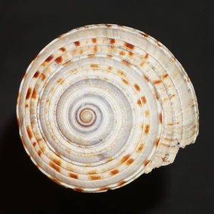 Muszla Architectonica gualtierii XL (Bieler, 1993) n.2