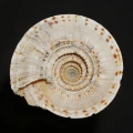 DSC08571.JPG