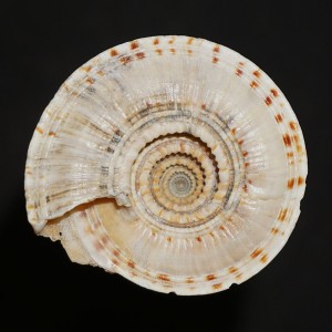 Muszla Architectonica gualtierii XL (Bieler, 1993) n.2