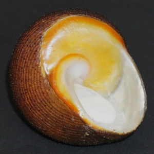 Muszla turbana Bolma (Galeoastraea) tayloriana (Smith, 1880)