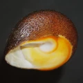 DSC08592.JPG