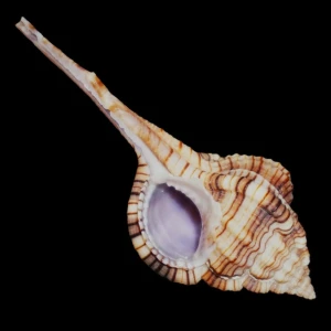 Muszla rozkolca Vokesimurex yohsiuae (Houart, 2014) n.2