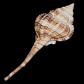 DSC08605.JPG
