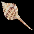 DSC08606.JPG