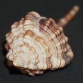 DSC08607.JPG